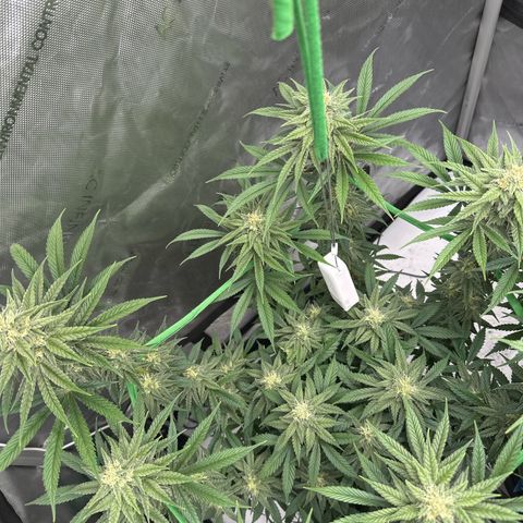 Amnesia growlog timeline photo