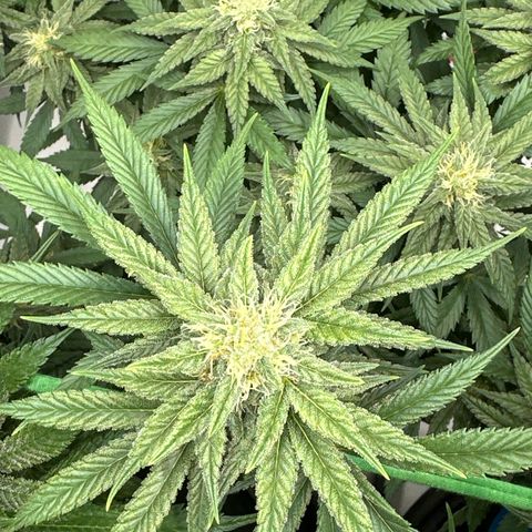 Amnesia growlog timeline photo