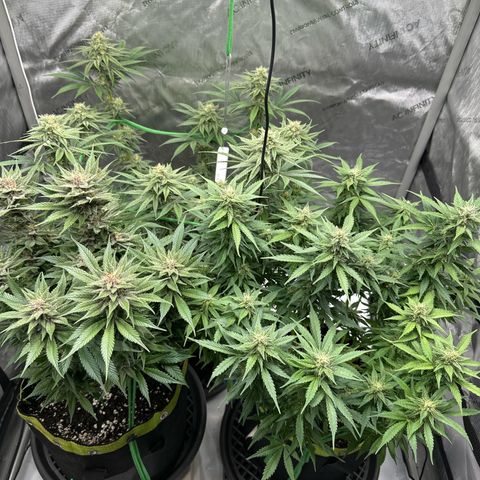 Purple Lemonade Auto growlog timeline photo