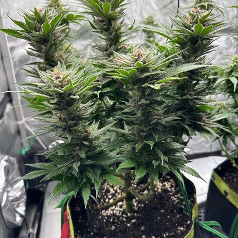 Purple Punch growlog timeline photo