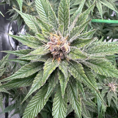 Purple Punch growlog timeline photo