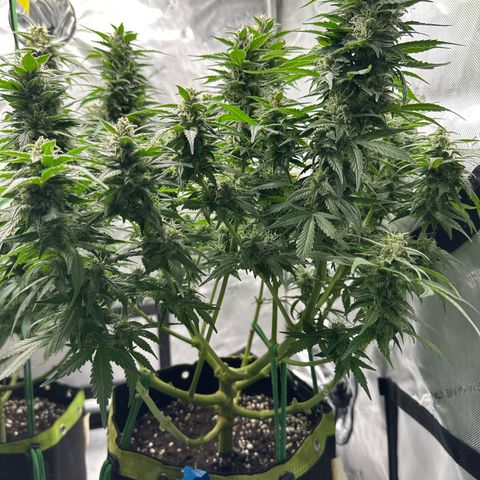 Purple Lemonade Auto growlog timeline photo
