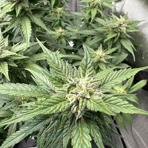 Purple Lemonade Auto growlog timeline photo