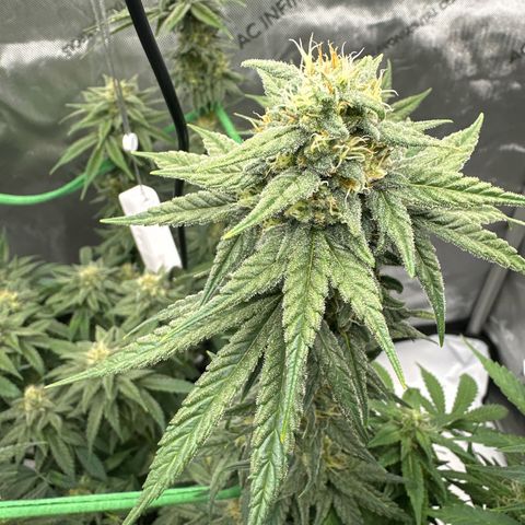 Amnesia growlog timeline photo