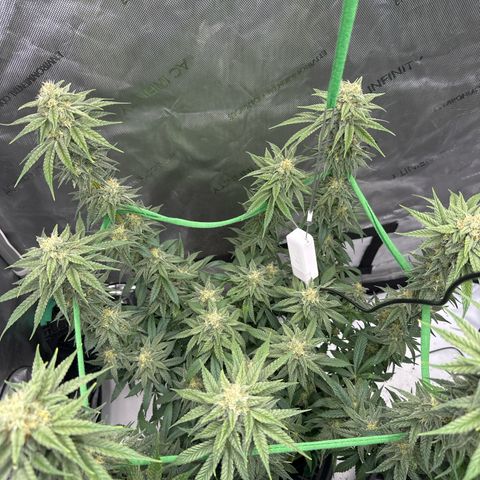 Amnesia growlog timeline photo