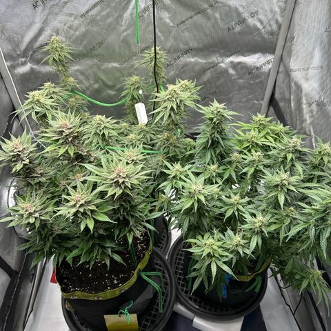Purple Lemonade Auto growlog timeline photo