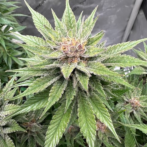 Purple Punch growlog timeline photo