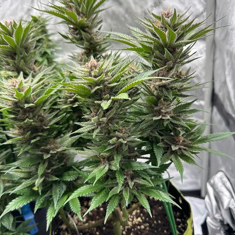 Purple Punch growlog timeline photo