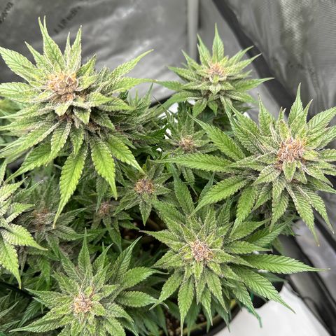 Purple Punch growlog timeline photo