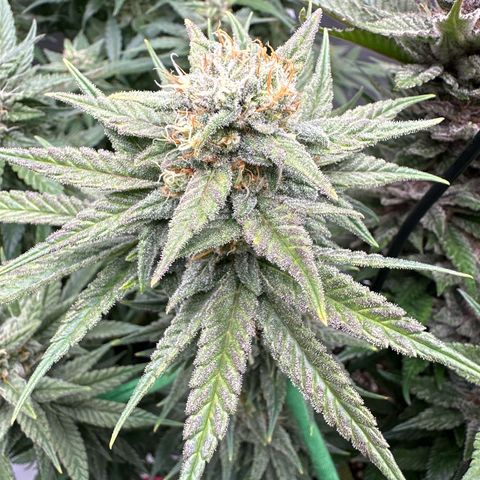 Amnesia growlog timeline photo
