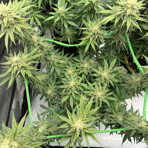 Amnesia growlog timeline photo