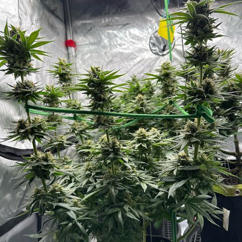 Amnesia growlog timeline photo