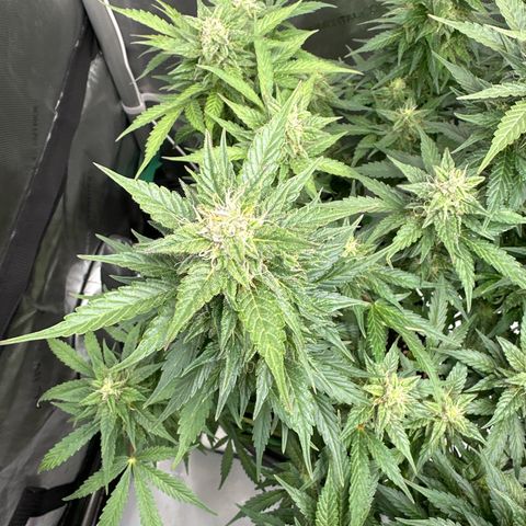 Purple Lemonade Auto growlog timeline photo
