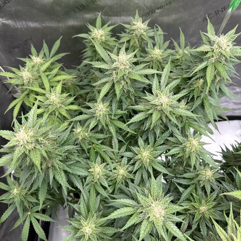 Purple Lemonade Auto growlog timeline photo