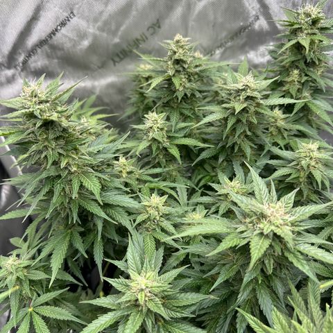 Purple Lemonade Auto growlog timeline photo
