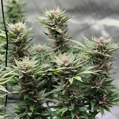 Purple Punch growlog timeline photo