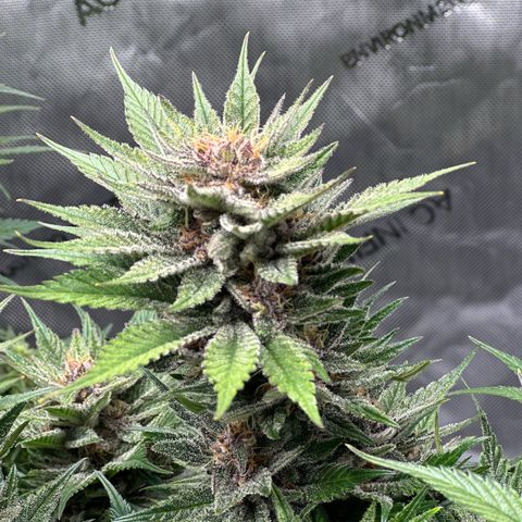Purple Punch growlog timeline photo