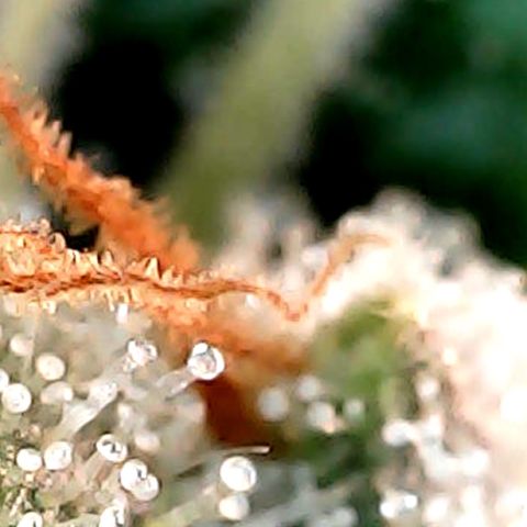 Amnesia growlog timeline photo