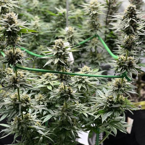 Amnesia growlog timeline photo