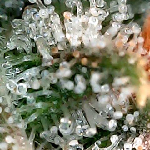 Amnesia growlog timeline photo