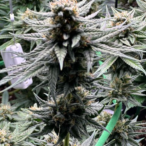 Amnesia growlog timeline photo