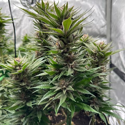 Purple Punch growlog timeline photo