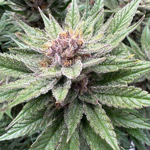 Purple Punch growlog timeline photo