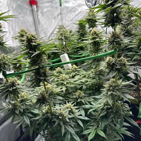 Amnesia growlog timeline photo