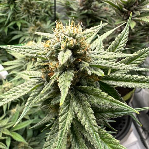 Amnesia growlog timeline photo