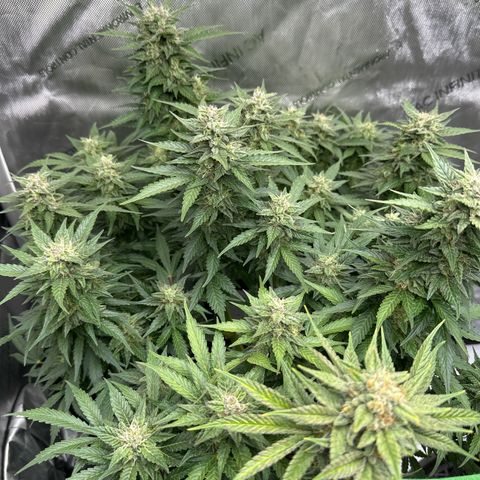 Purple Lemonade Auto growlog timeline photo