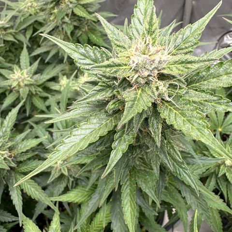 Purple Lemonade Auto growlog timeline photo