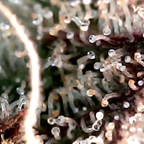 Purple Lemonade Auto growlog timeline photo