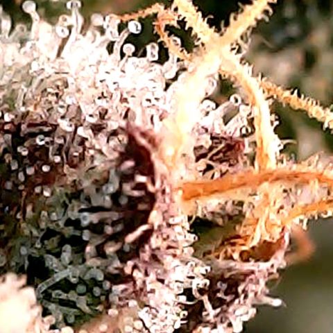 Purple Lemonade Auto growlog timeline photo