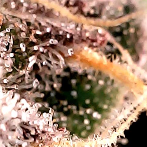 Purple Lemonade Auto growlog timeline photo