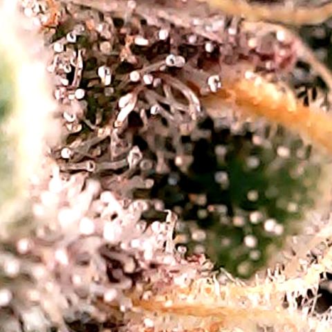 Purple Lemonade Auto growlog timeline photo