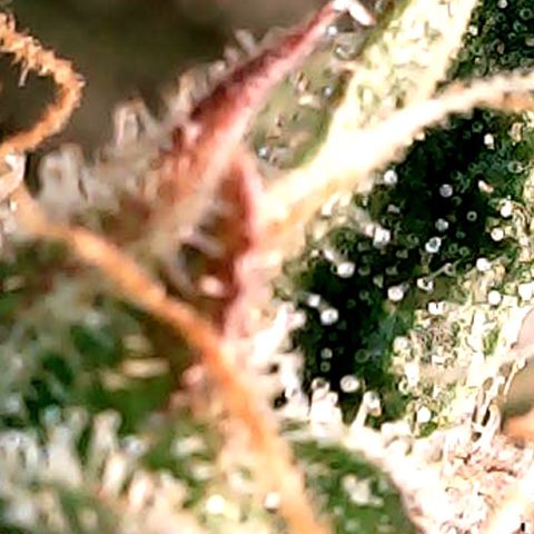 Purple Lemonade Auto growlog timeline photo