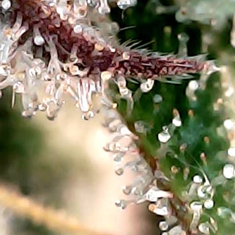Purple Lemonade Auto growlog timeline photo
