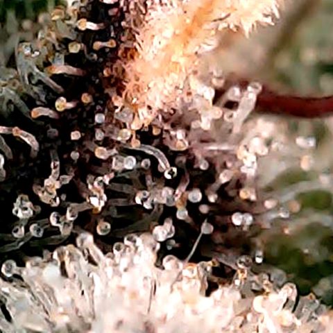 Purple Lemonade Auto growlog timeline photo
