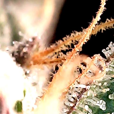 Purple Lemonade Auto growlog timeline photo