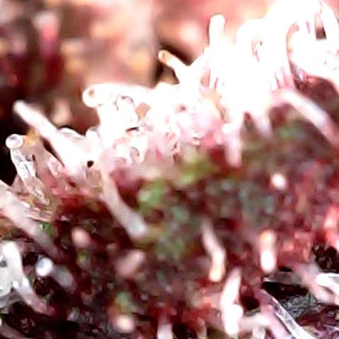Purple Punch growlog timeline photo