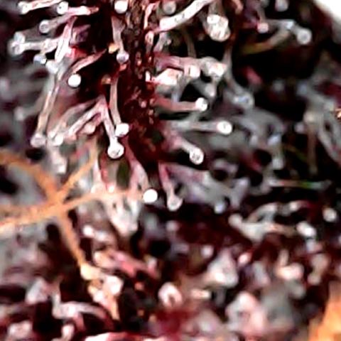 Purple Punch growlog timeline photo