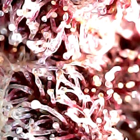 Purple Punch growlog timeline photo