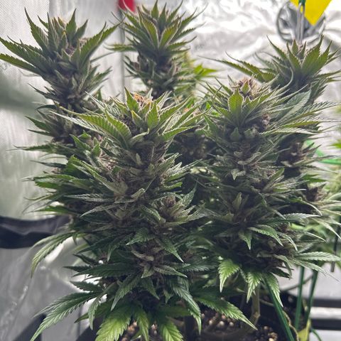 Purple Punch growlog timeline photo