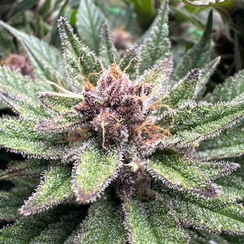 Purple Punch growlog timeline photo
