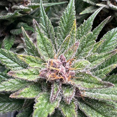 Purple Punch growlog timeline photo