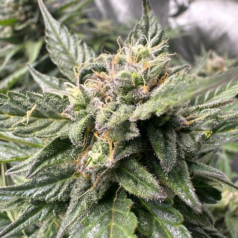 Purple Lemonade Auto growlog timeline photo