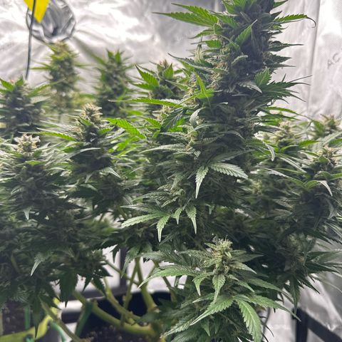 Purple Lemonade Auto growlog timeline photo