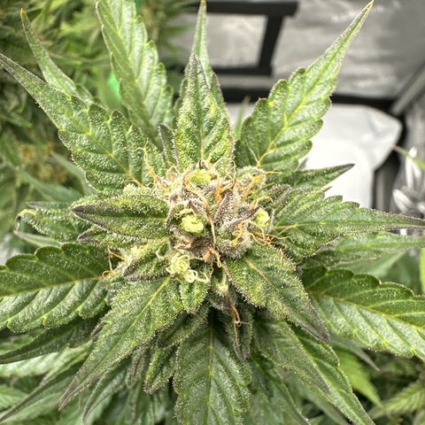 Purple Lemonade Auto growlog timeline photo