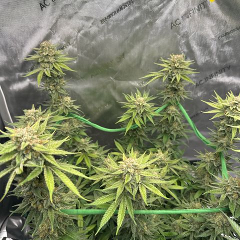 Amnesia growlog timeline photo