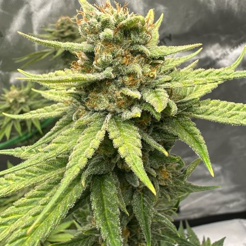 Amnesia growlog timeline photo